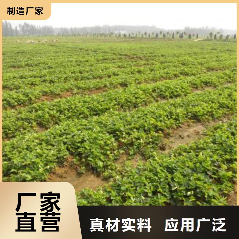 草莓苗【山楂苗】工厂直供