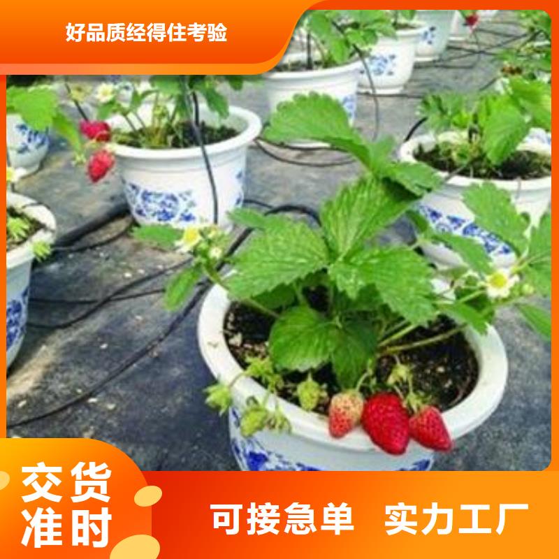 草莓苗【山楂苗】工厂直供