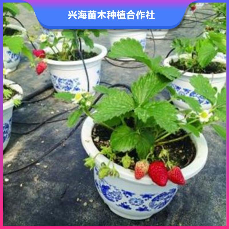 草莓苗【山楂苗】工厂直供
