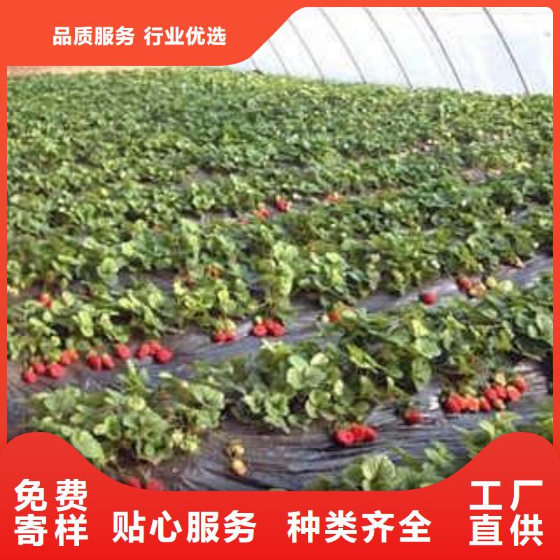 【兴海】草莓苗_【梨树苗】专业完善售后