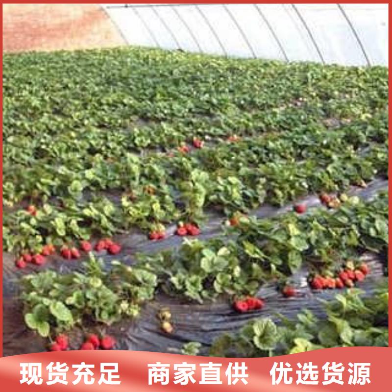 草莓苗【山楂苗】工厂直供