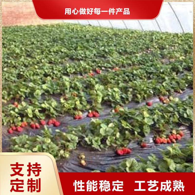 草莓苗花椒苗质优价廉