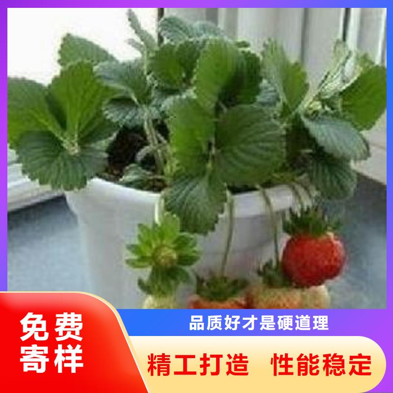 【草莓苗】-梨树苗低价货源