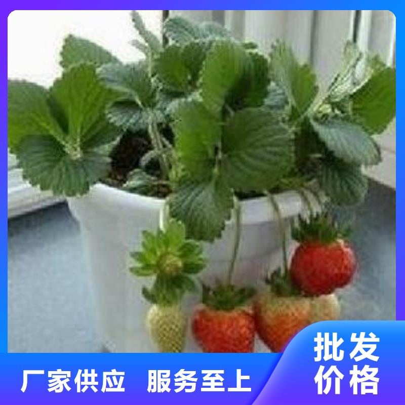 草莓苗花椒苗质优价廉