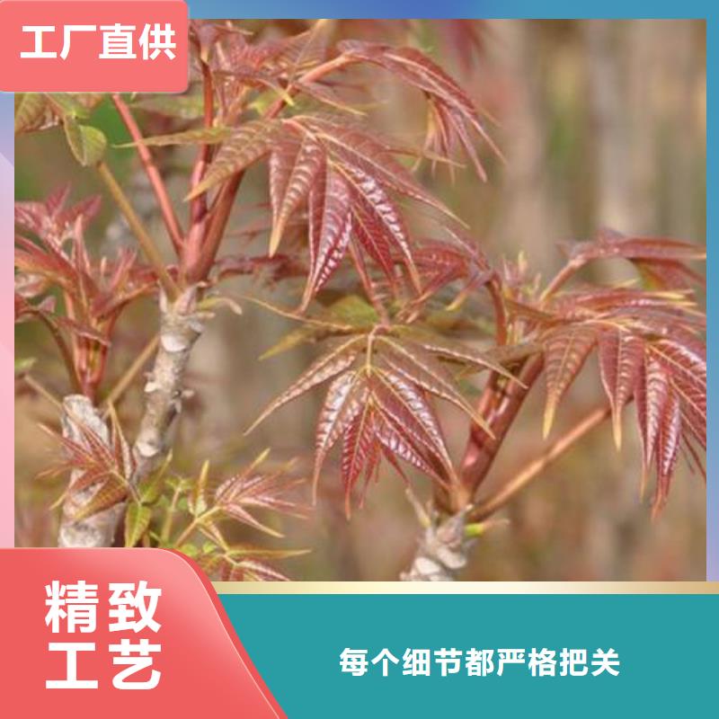 香椿苗桃树苗信誉至上