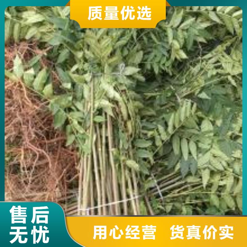 香椿苗花椒苗长期供应