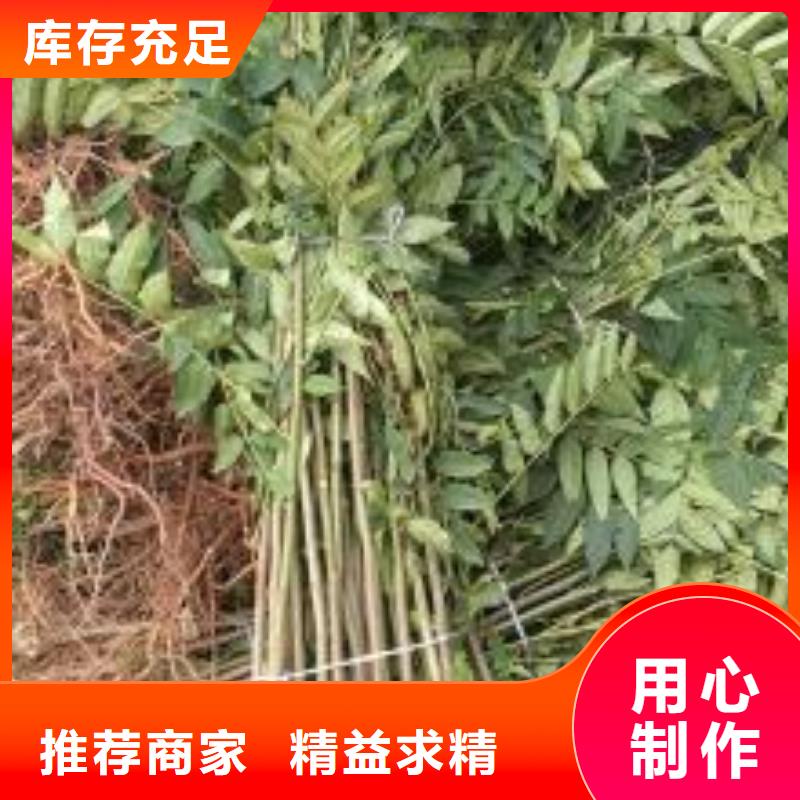 香椿苗-【梨树苗】来电咨询货源直销