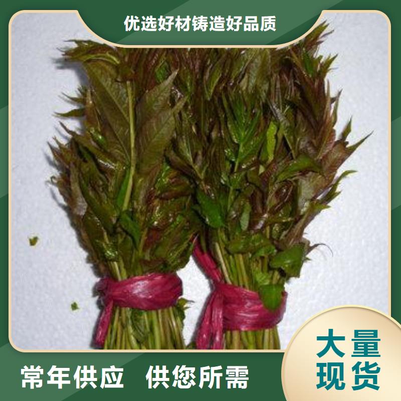 香椿苗-【梨树苗】来电咨询货源直销