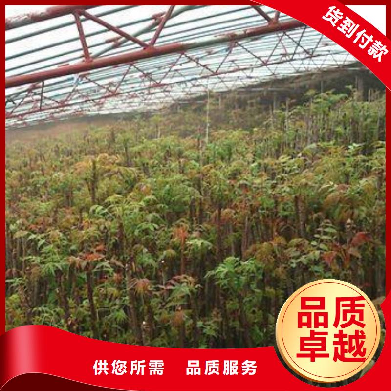 香椿苗_桃树苗厂家货源