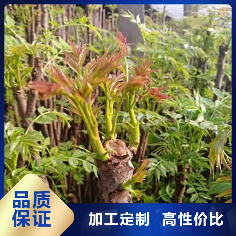 香椿苗-【梨树苗】来电咨询货源直销