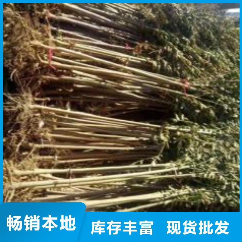 香椿苗-【梨树苗】来电咨询货源直销