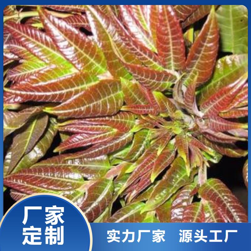香椿苗花椒苗长期供应