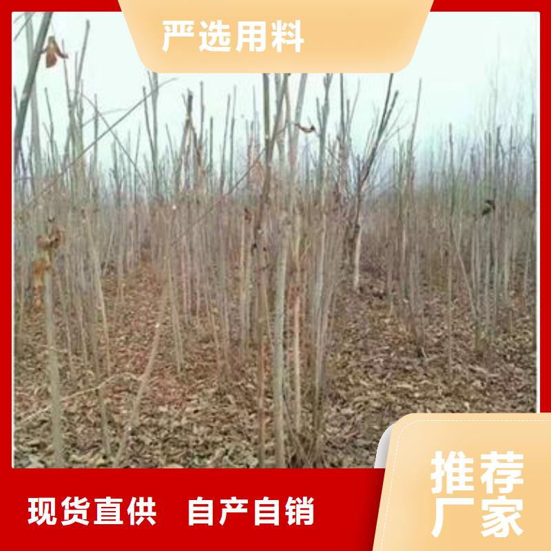 香椿苗-【梨树苗】来电咨询货源直销