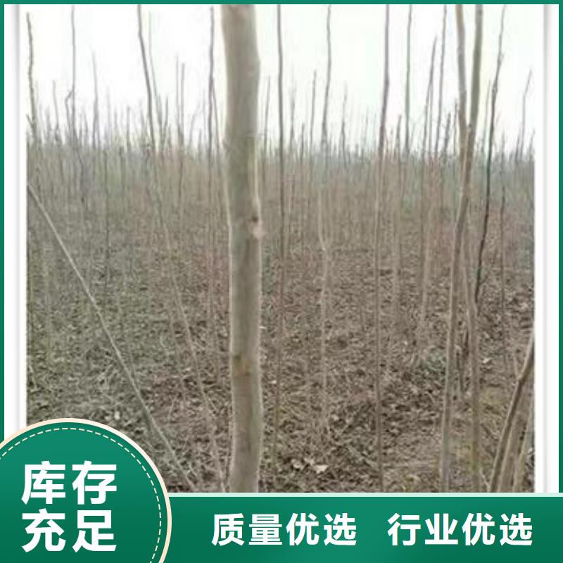 香椿苗桃树苗按需设计