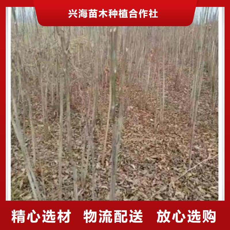 香椿苗桃树苗信誉至上