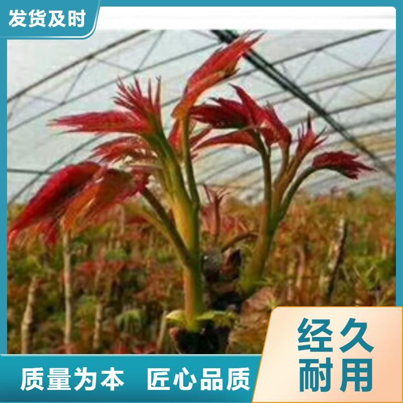 香椿苗-【梨树苗】来电咨询货源直销