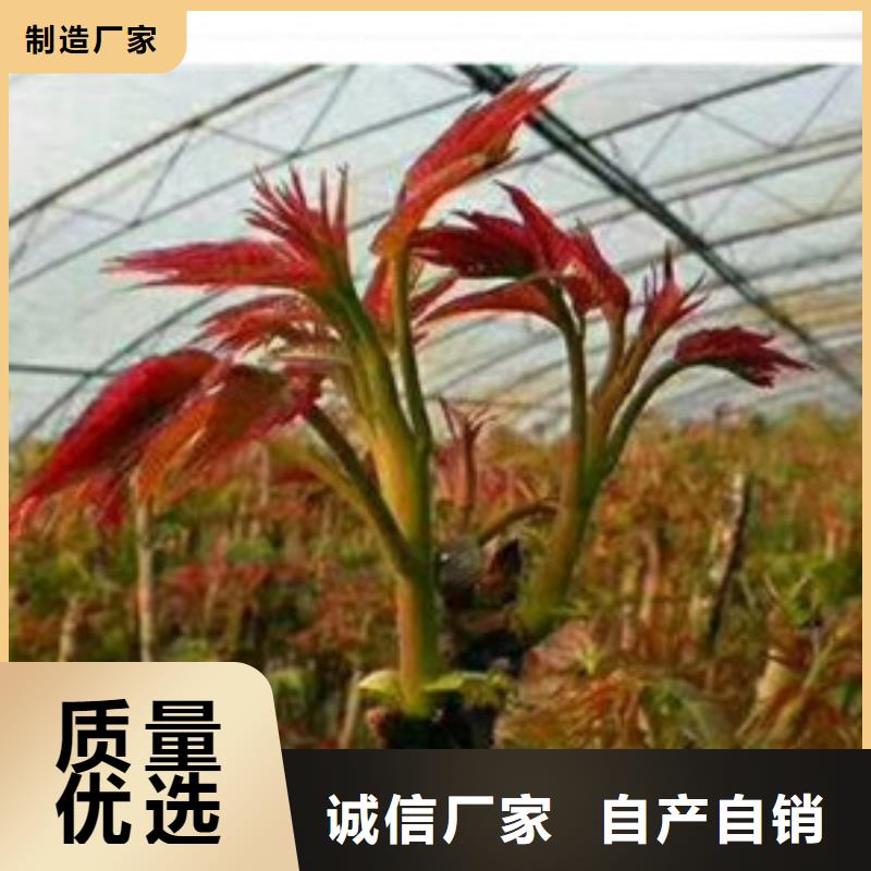 香椿苗花椒苗长期供应
