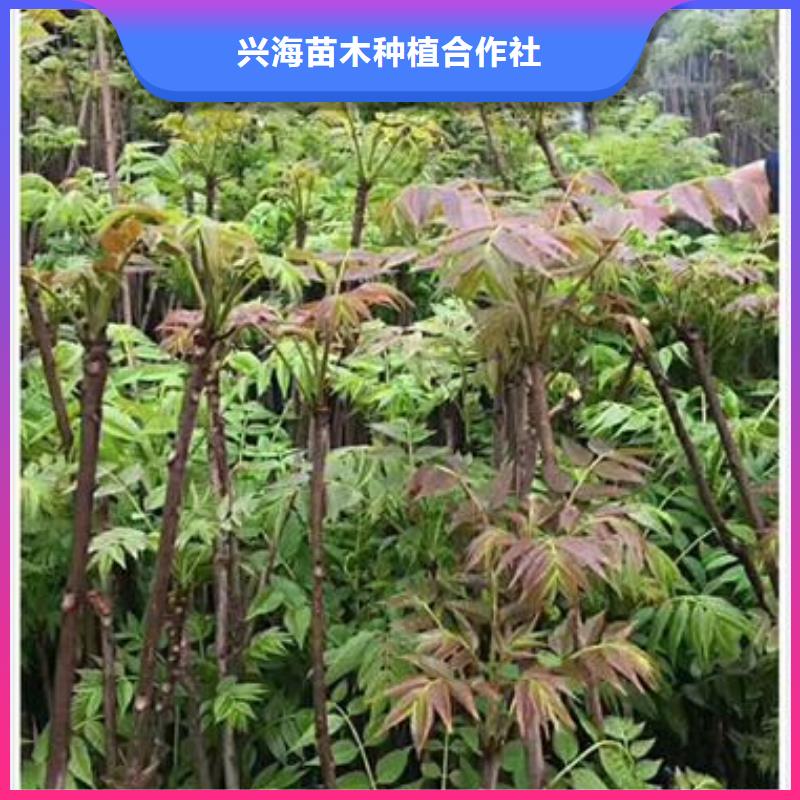 香椿苗花椒苗长期供应