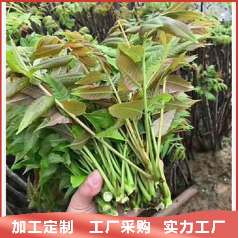 香椿苗-【梨树苗】来电咨询货源直销
