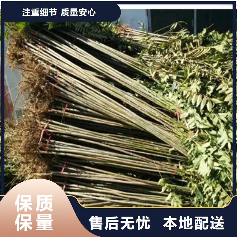 香椿苗梨树苗用心做品质