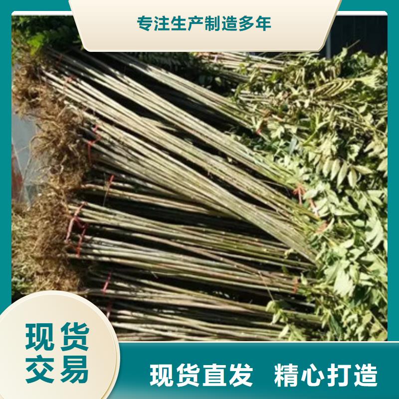香椿苗山楂苗甄选好物