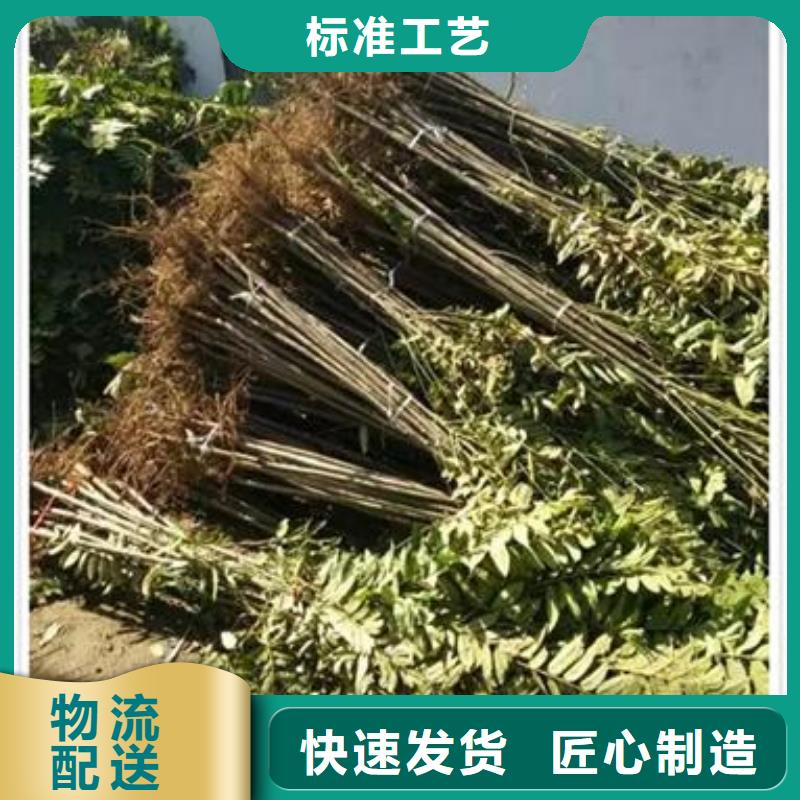 香椿苗桃树苗按需设计