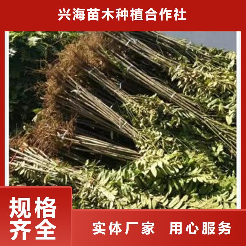 香椿苗花椒苗长期供应