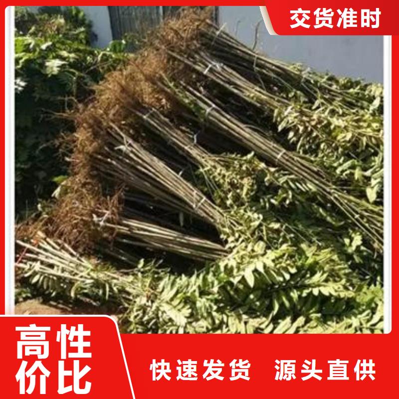 香椿苗梨树苗用心做品质