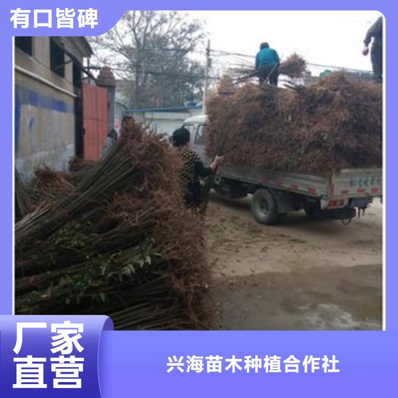 香椿苗-【梨树苗】来电咨询货源直销