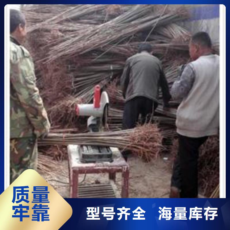 【香椿苗】,桃树苗工厂采购本地品牌