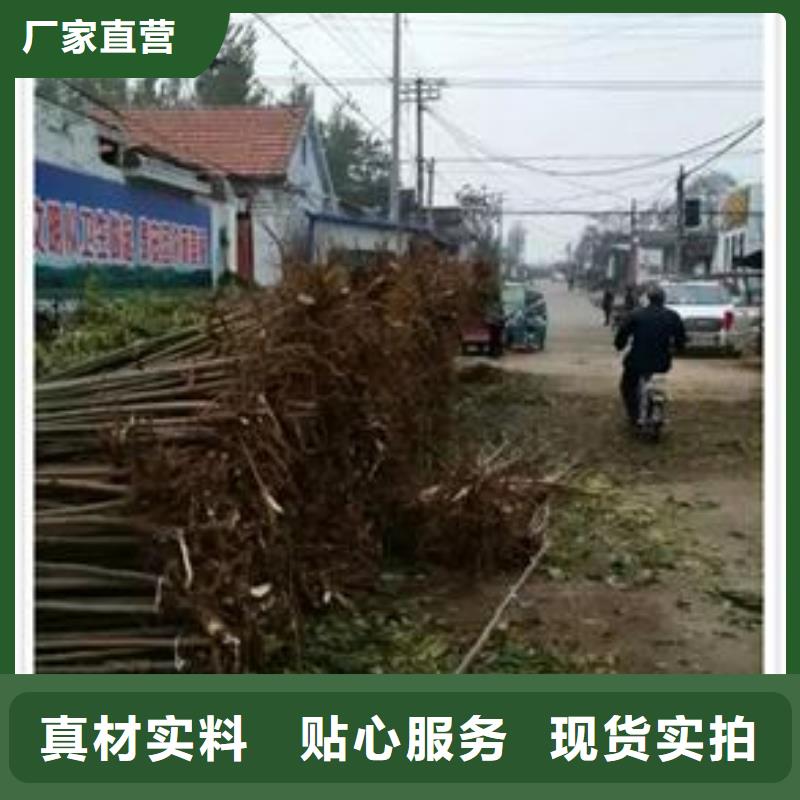 香椿苗桃树苗信誉至上