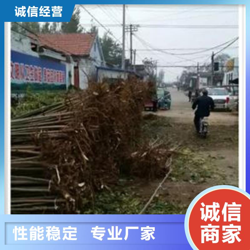 香椿苗梨树苗用心做品质