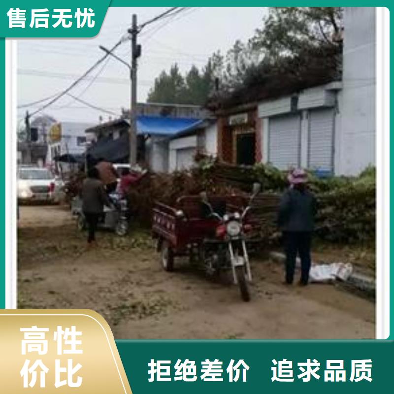 香椿苗桃树苗信誉至上