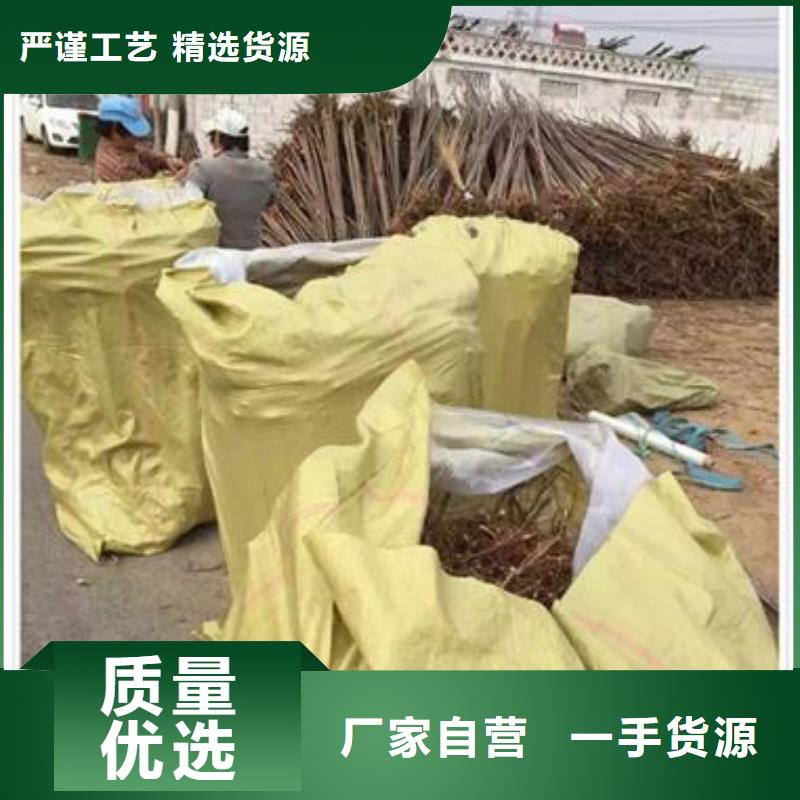 香椿苗_桃树苗厂家货源