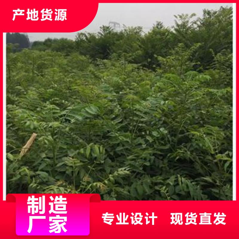 香椿苗-【梨树苗】来电咨询货源直销