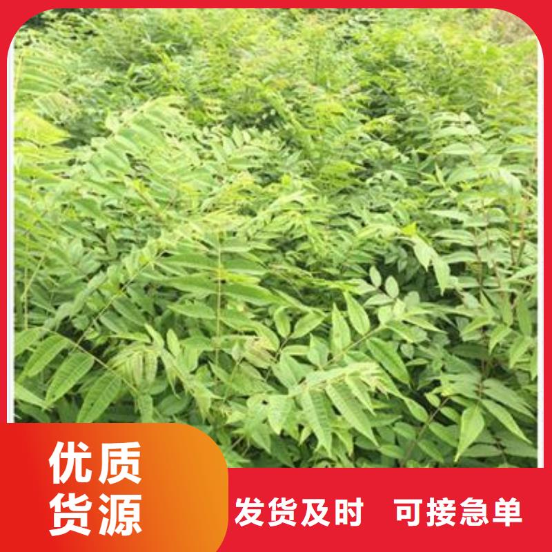 香椿苗桃树苗信誉至上
