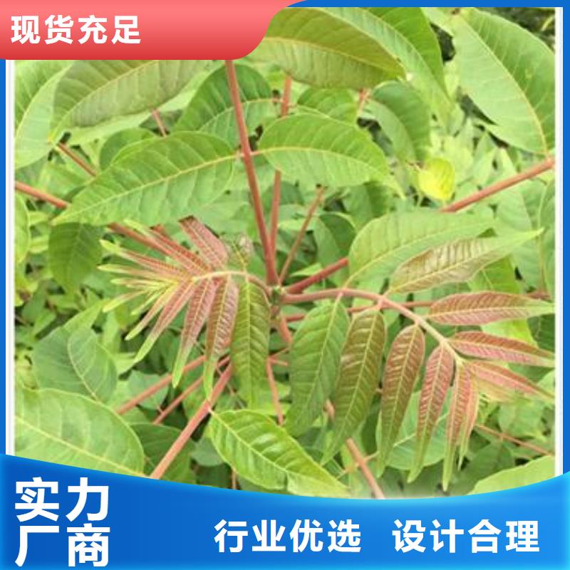 香椿苗桃树苗信誉至上