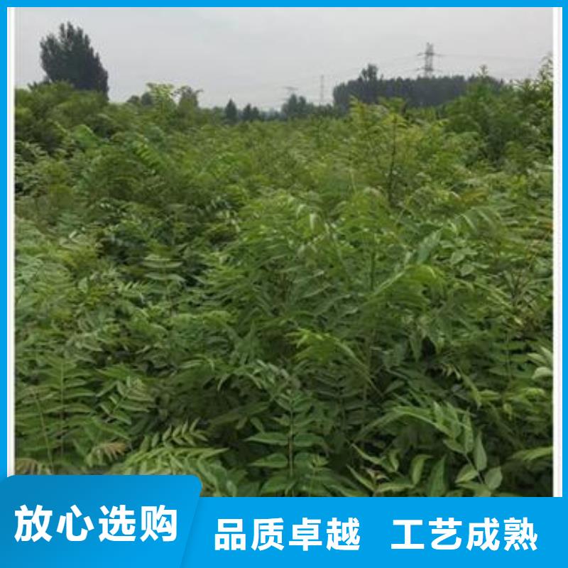 香椿苗梨树苗用心做品质