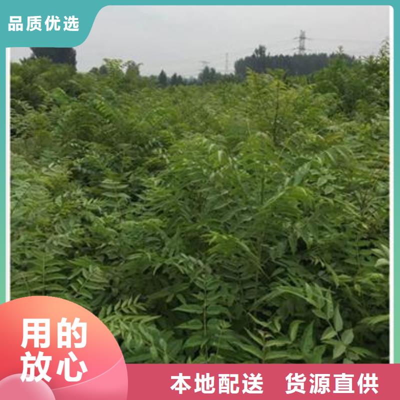 香椿苗山楂苗甄选好物