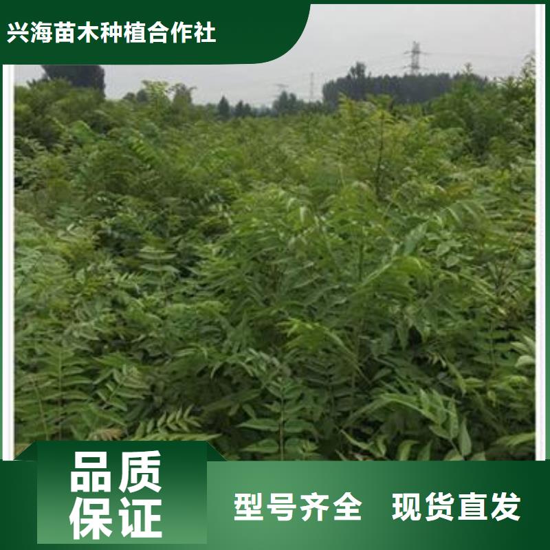 香椿苗-【梨树苗】来电咨询货源直销