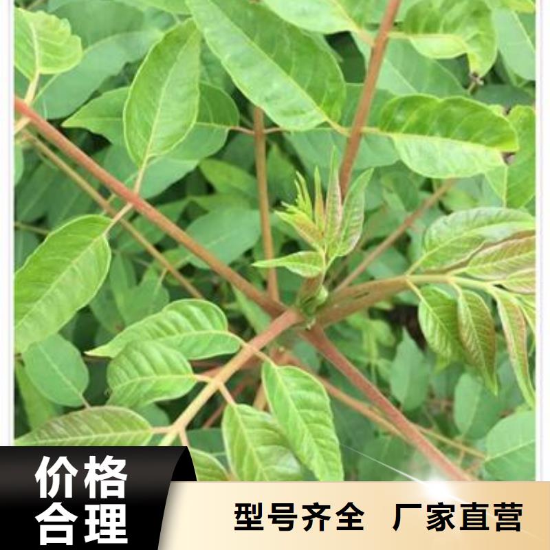 香椿苗桃树苗信誉至上