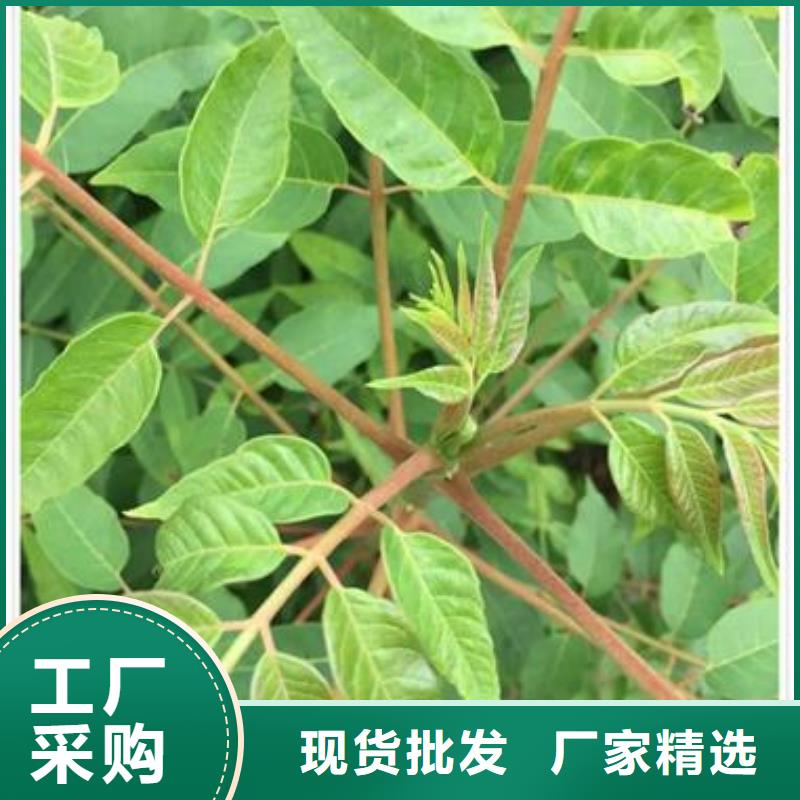 香椿苗梨树苗用心做品质