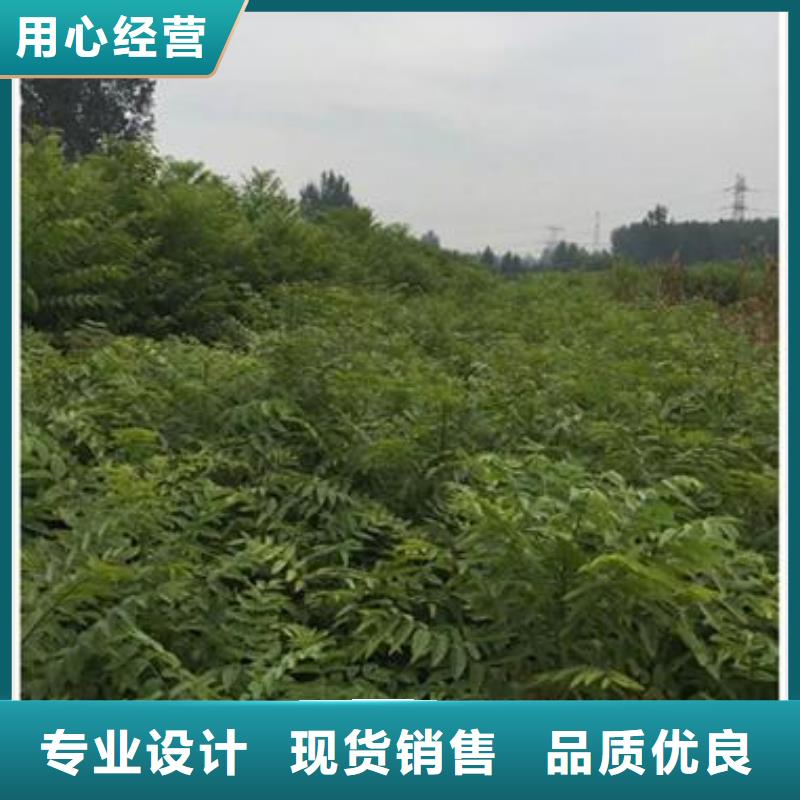 香椿苗梨树苗用心做品质