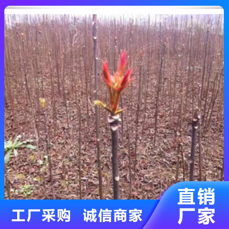 香椿苗梨树苗用心做品质