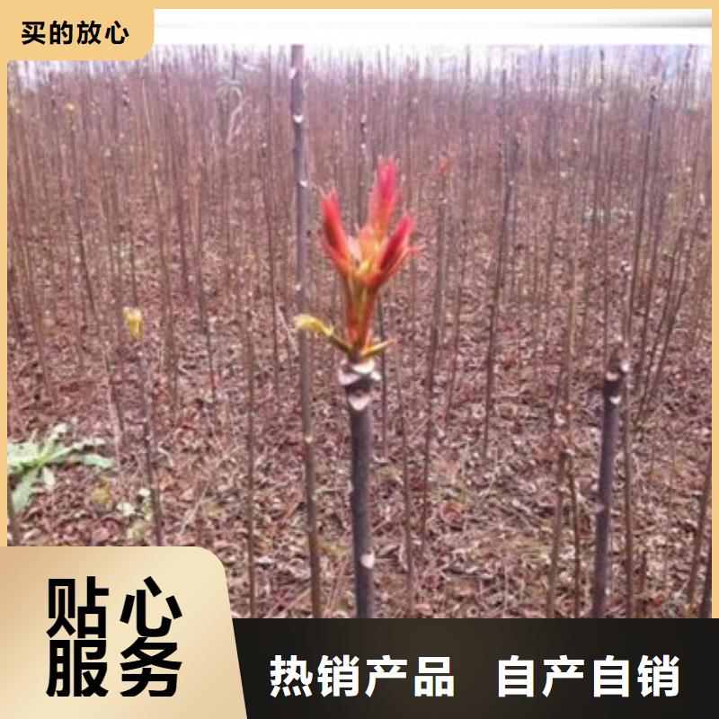 香椿苗-【梨树苗】来电咨询货源直销