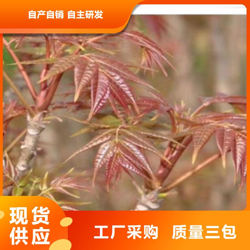 香椿苗梨树苗用心做品质