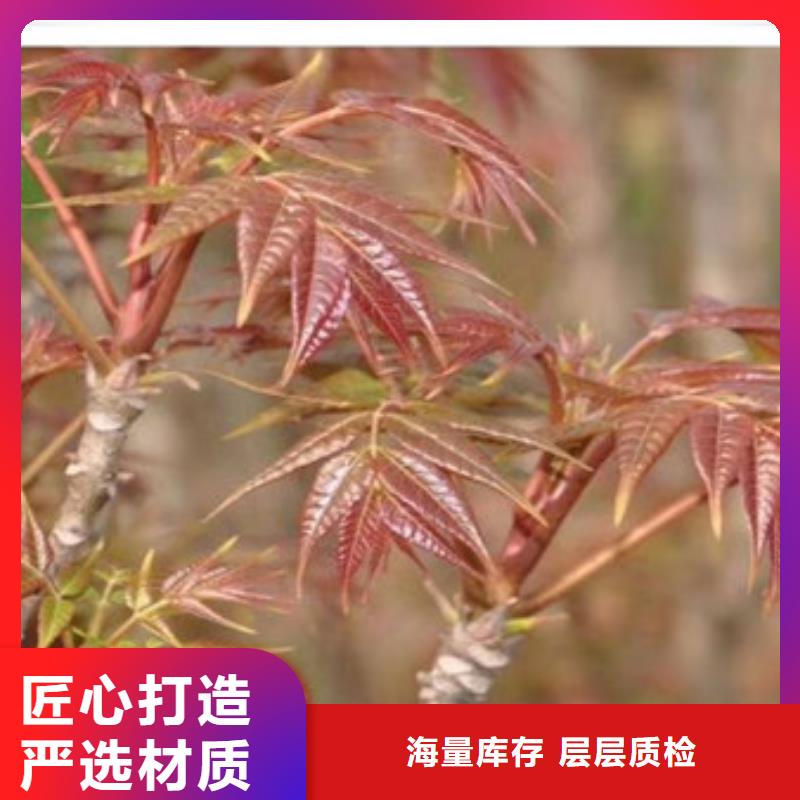 香椿苗桃树苗按需设计