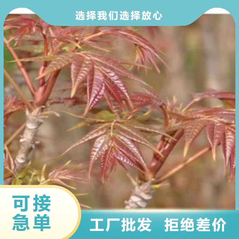 香椿苗-【梨树苗】来电咨询货源直销