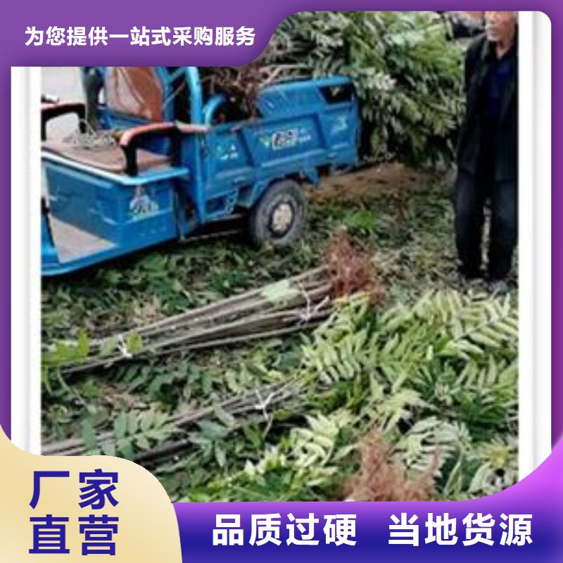 香椿苗梨树苗用心做品质