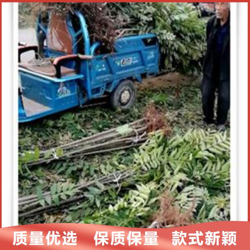 香椿苗桃树苗信誉至上